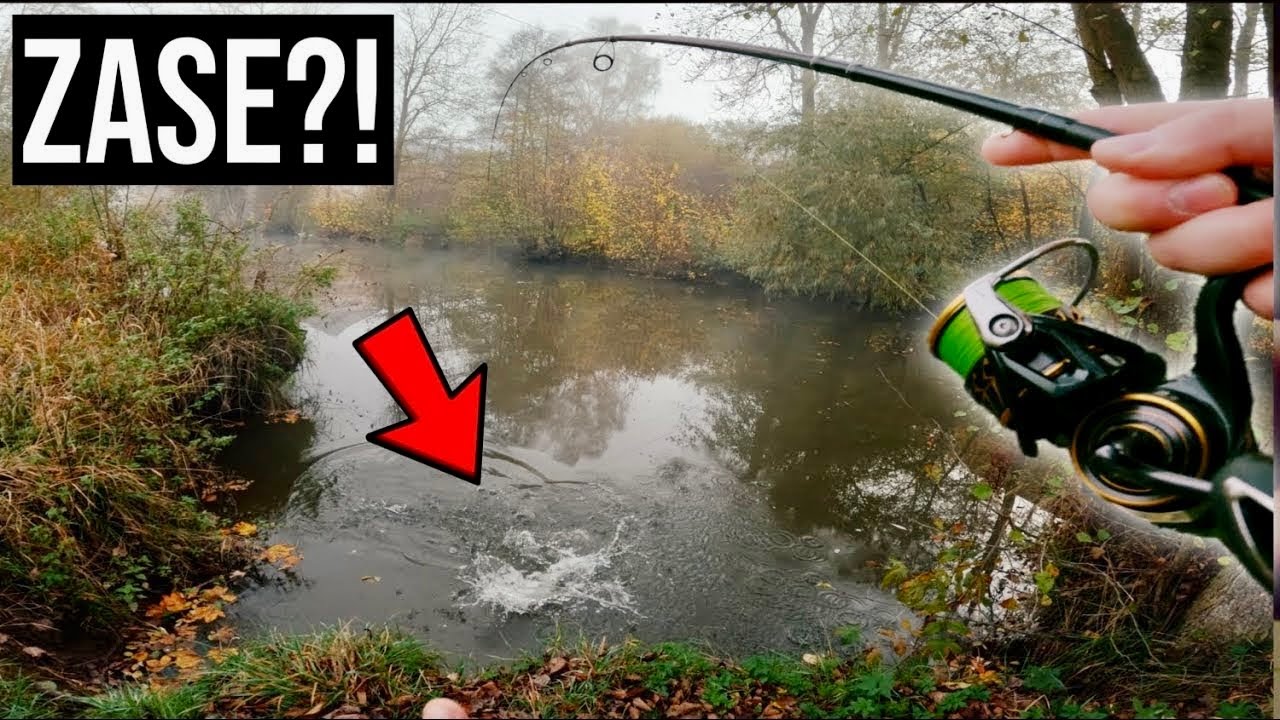 Tahle ryba OTRAVUJE VŠECHNY rybáře při lovu CANDÁTŮ!