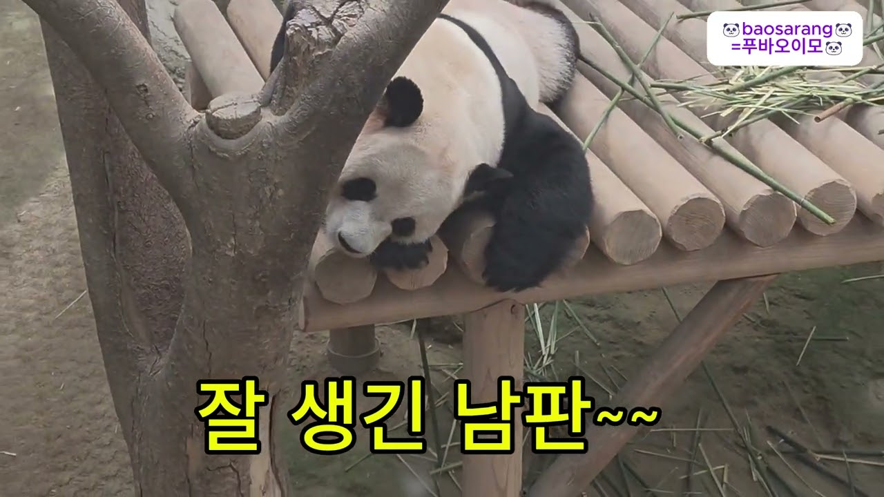 🐼유채꽃 속 바오가족~푸바오🐼가 생각나네~#푸바오 #러바오 #아이바오 #panda #판다 ##바오가족#루이후이 #루이바오 #후이바오 #animal #바오패밀리 #에버랜드판다#동물