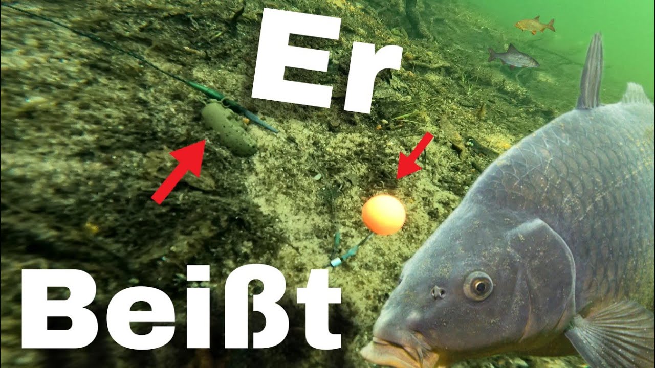 Karpfenangeln, mit diesem Rig fängst auch du!