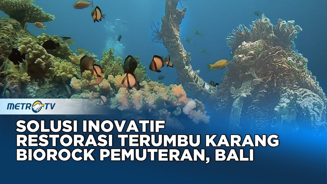 Biorock Pemuteran Bali Solusi Inovatif untuk Restorasi Terumbu Karang 