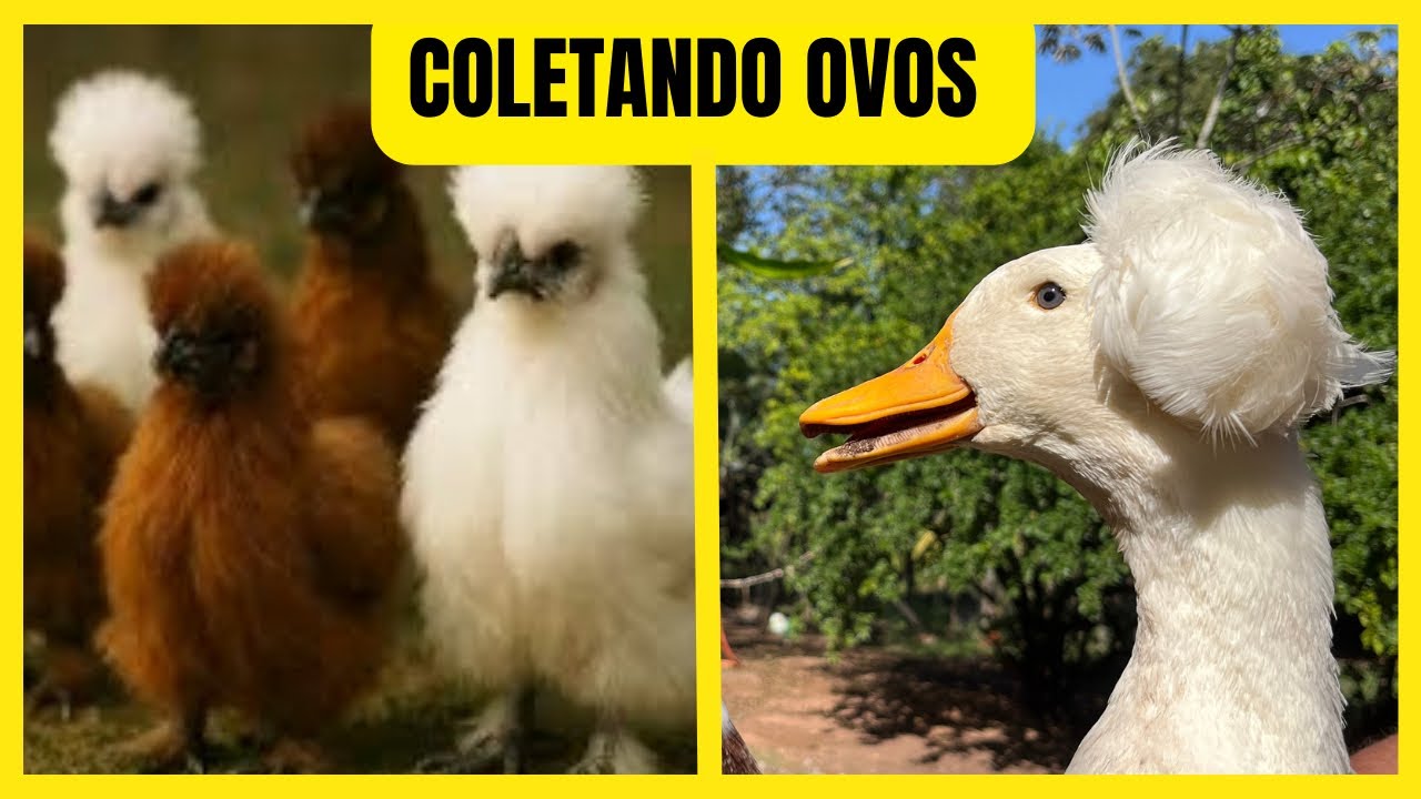 COLETANDO OVOS / NOVO ANIMAL / @sitio_do_rb 
