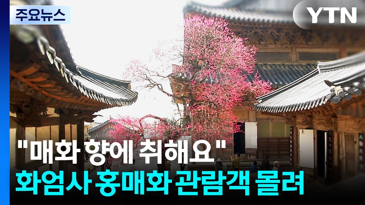 매화 향에 취하고 빵 맛에 반하고...화엄사 홍매화 구름 관람객 / YTN