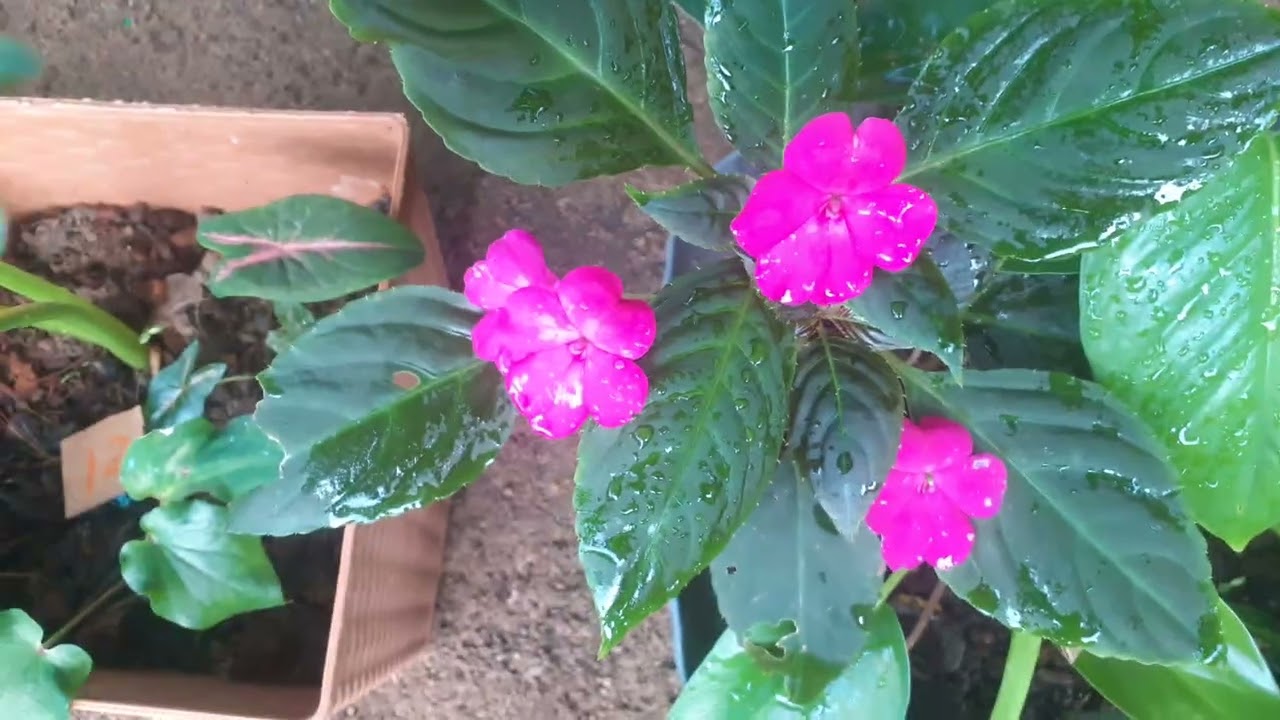 25වෙනි පැල සේල් එකත් ගෙනාවා ඕන කෙනෙක් ඉන්නවනම් watsappමැසෙජ් එකක් දාන්න 0775531854 