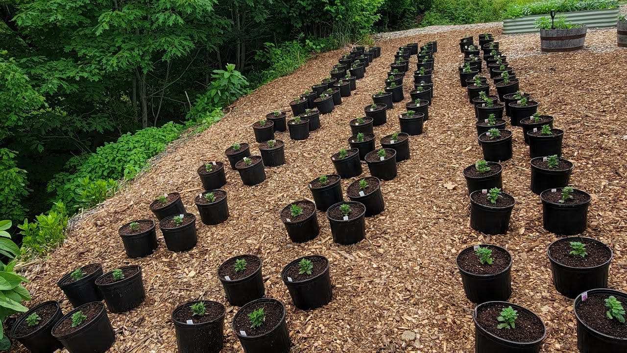 Planting Fall Mums for a Cash Crop!