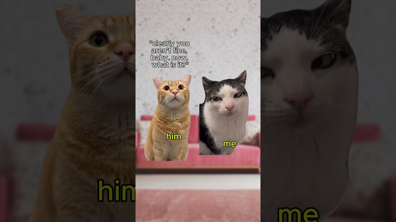 Avoidant Attachment Style...as explained by cats