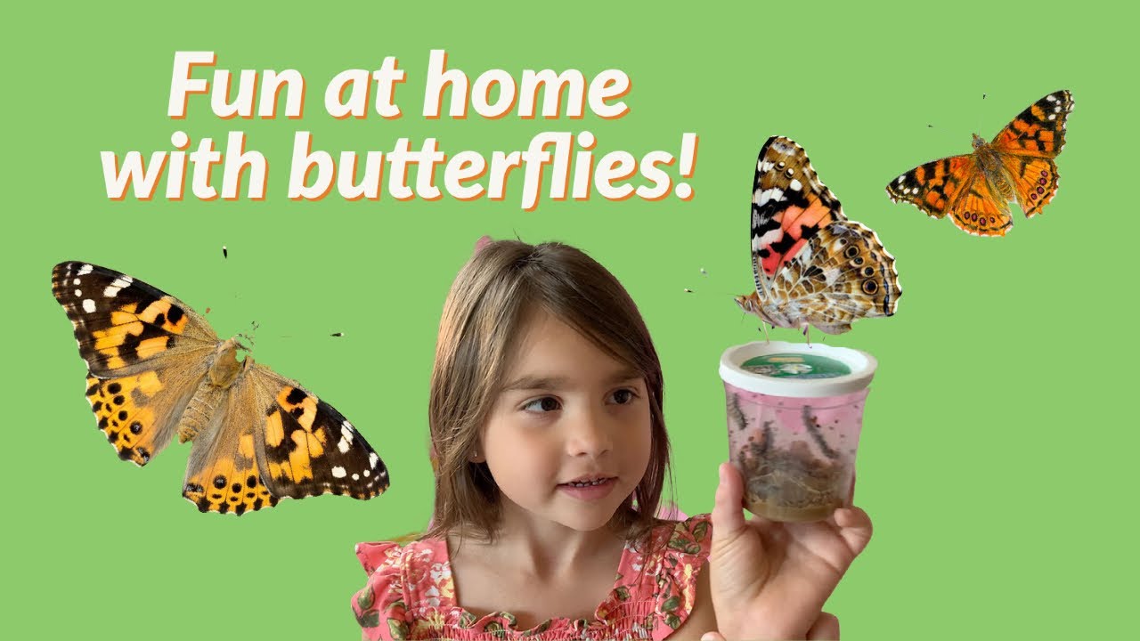Insect Lore Butterfly Garden Home School Edition Review