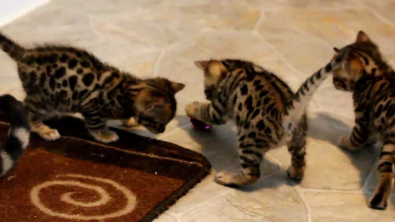 Phoenix/Turkey Bengal kittens - almost 5 weeks old
