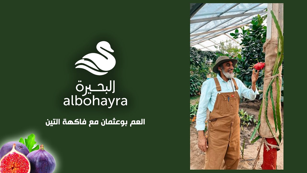العم بوعثمان مع فاكهة التين 👨🏼‍🌾 | Albohayra
