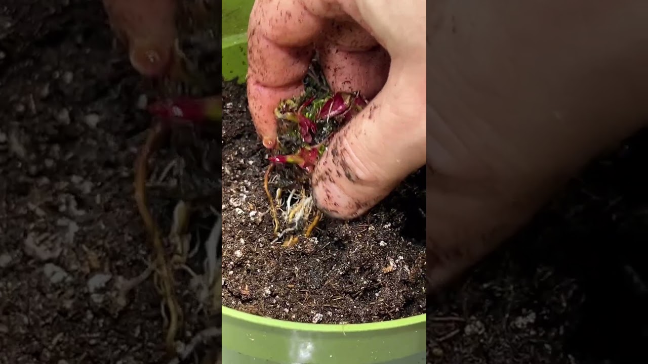 Repotting 2 small Sarracenia purpurea ssp. venosa for a friend! See how I do it!