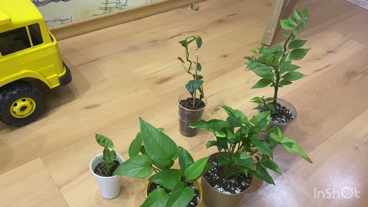 Грибы 🍄 в растюхах 👀и немного пробежимся по полочкам 😜🌱🌱🌱
