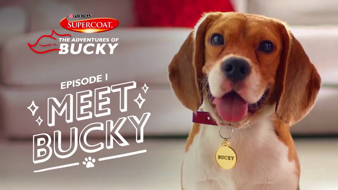 Meet Bucky! | SUPERCOAT: The Adventures of Bucky