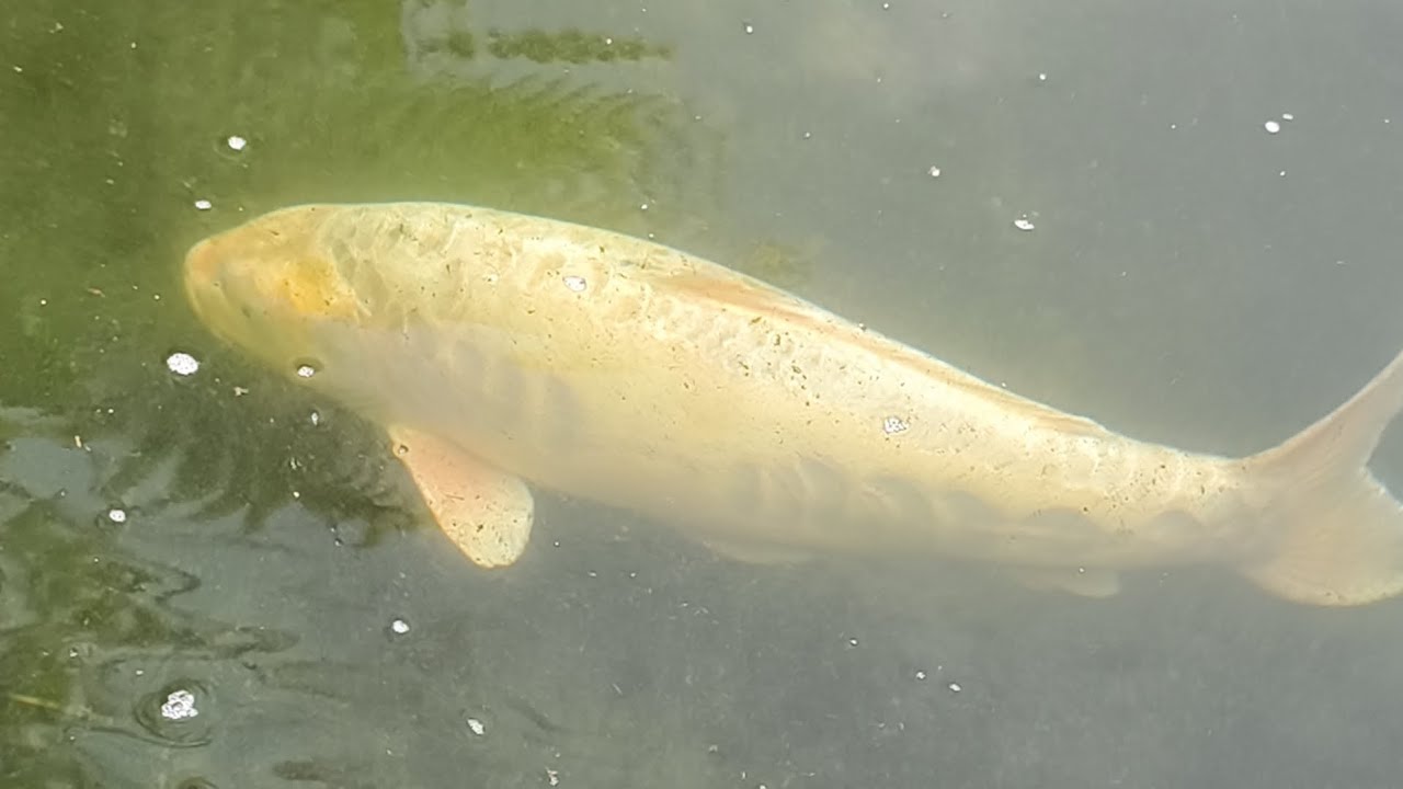 Milky koy fish. East Sikkim. 