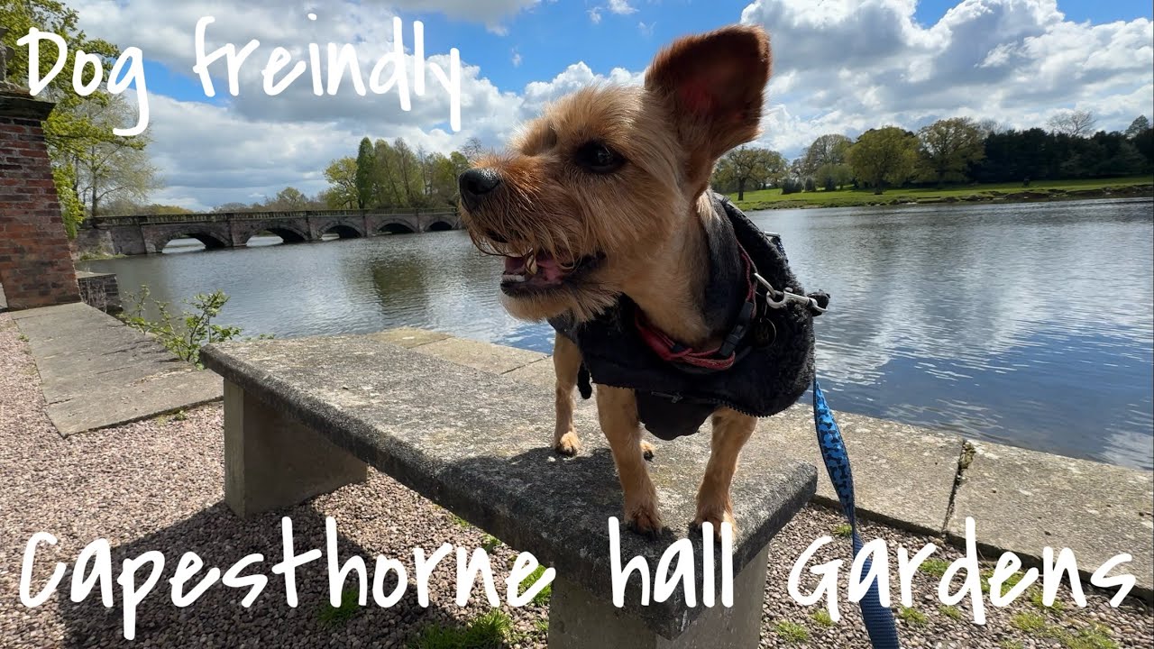 We visit Capesthorne Hall in Beautiful Cheshire on a cold spring afternoon