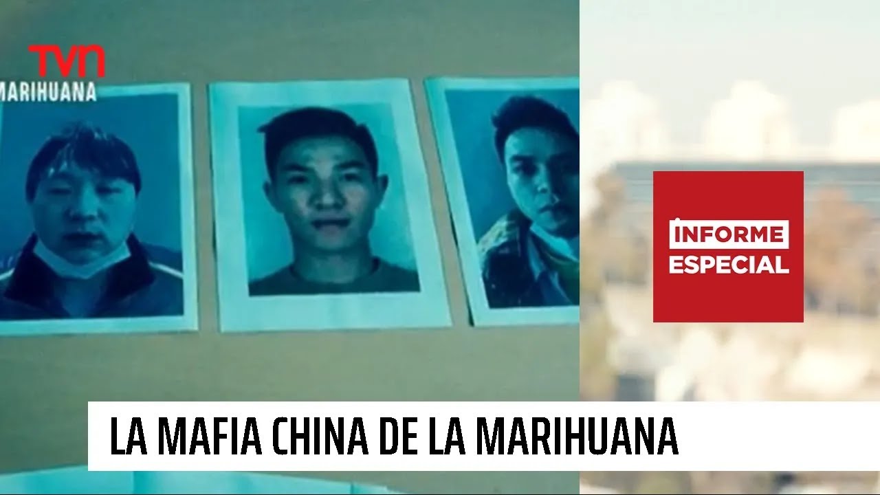 Informe Especial: La mafia China de la marihuana
