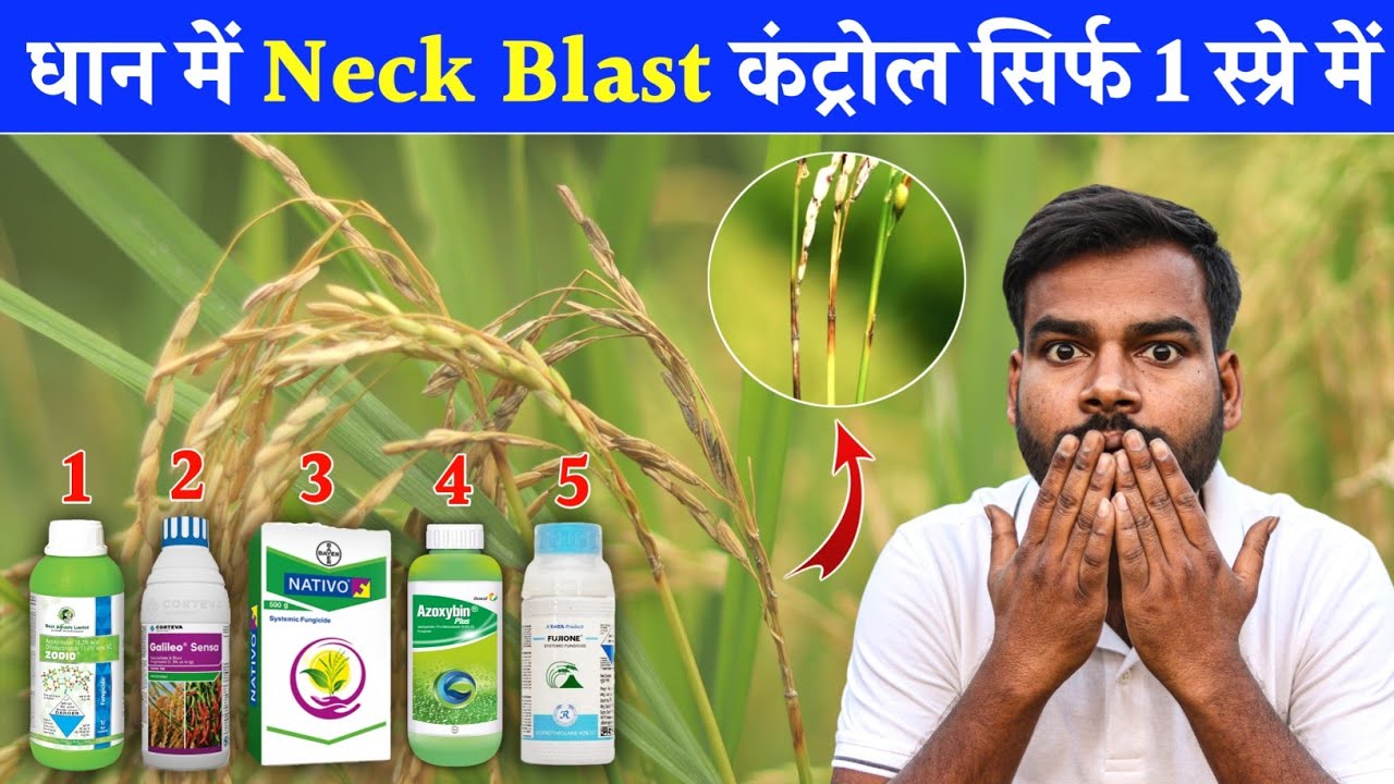 Nack Blast Control in Paddy🌾Best fungicide for paddy blast | धान में ब्लास्ट की दवाई 