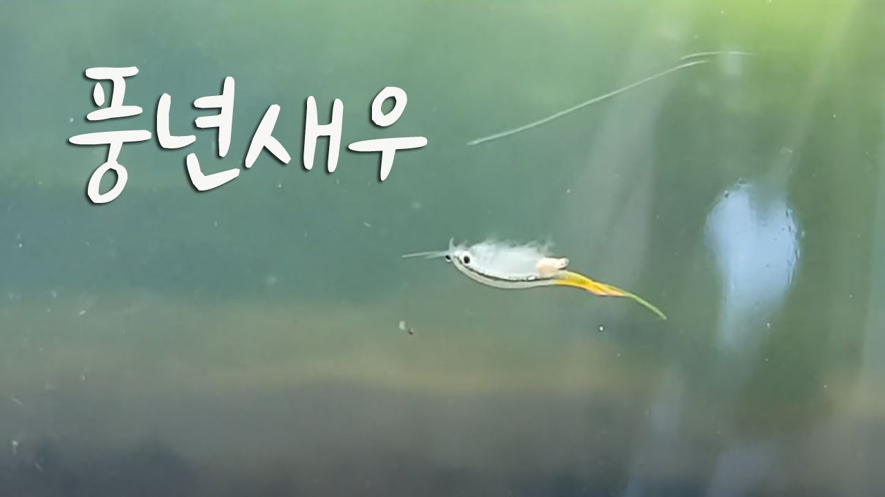 풍년이왓새우~ 풍년새우 키우기