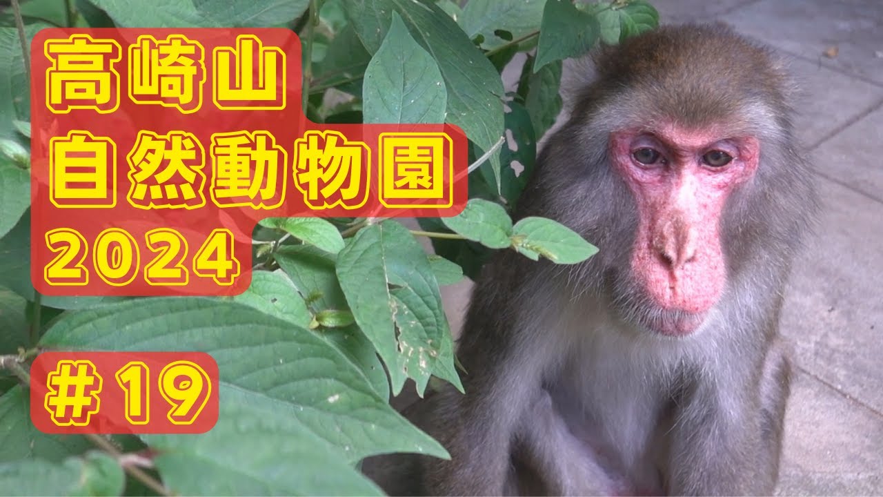 [#19] 高崎山自然動物園 2024年 生と死 受け継がれた血と感情