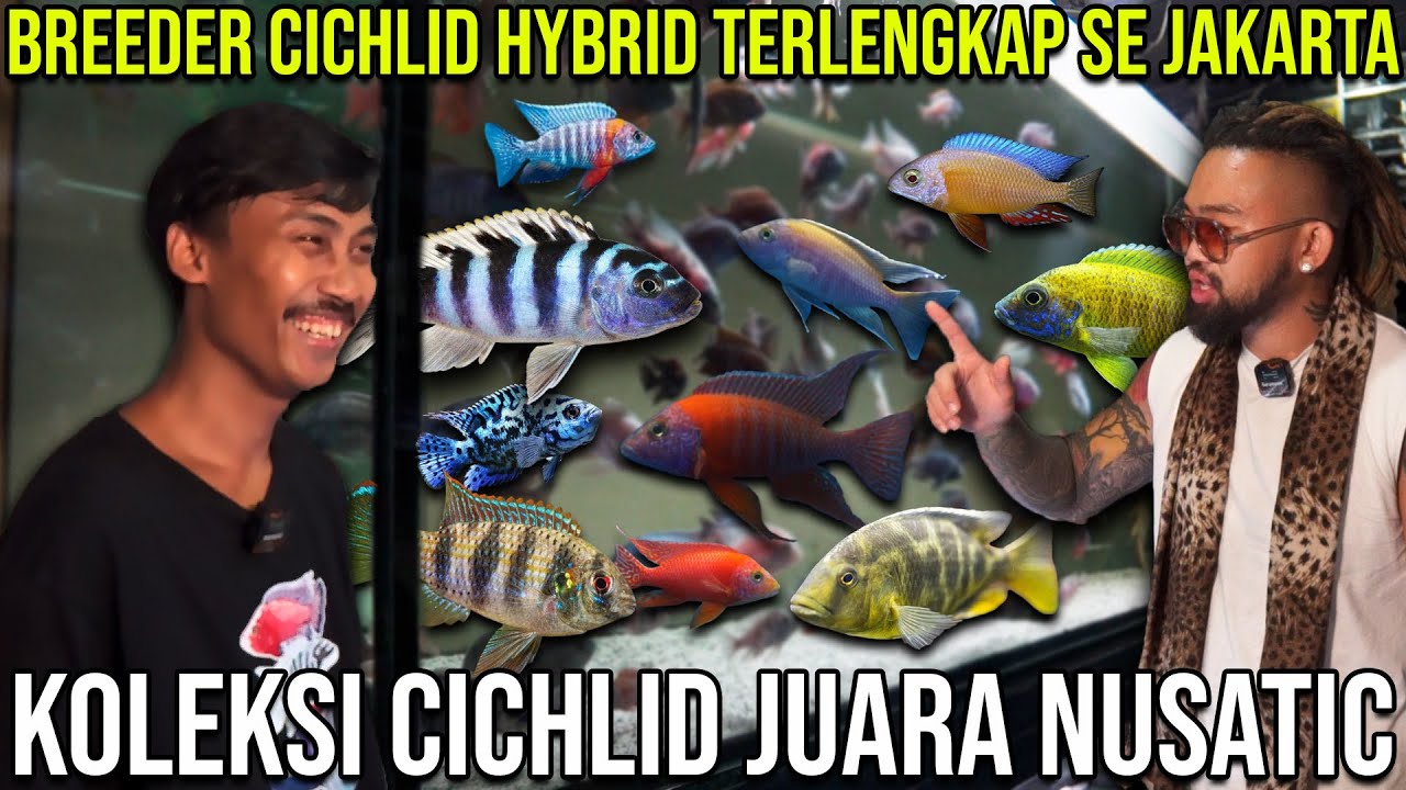 BREEDER CICHLID HYBRID TERLENGKAP SE JAKARTA. KOLEKSI CICHLID JUARA NUSATIC. CICHLID JAKARTA