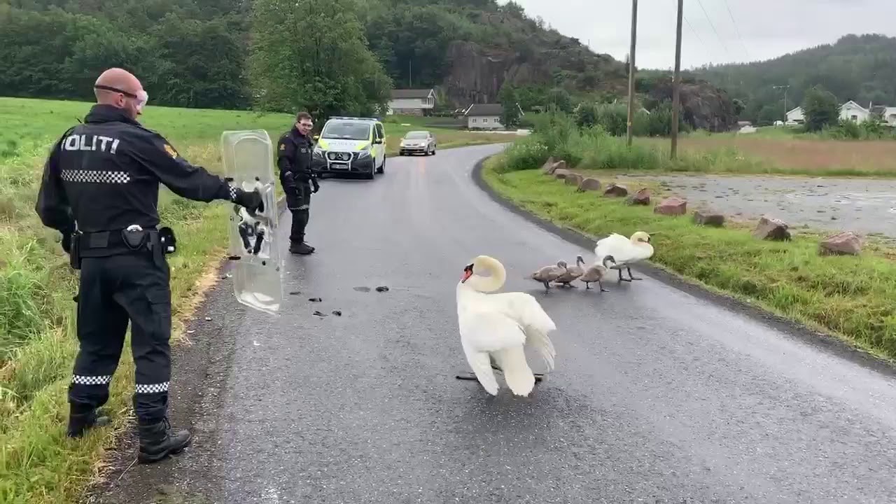 Politiet jager sinte svaner