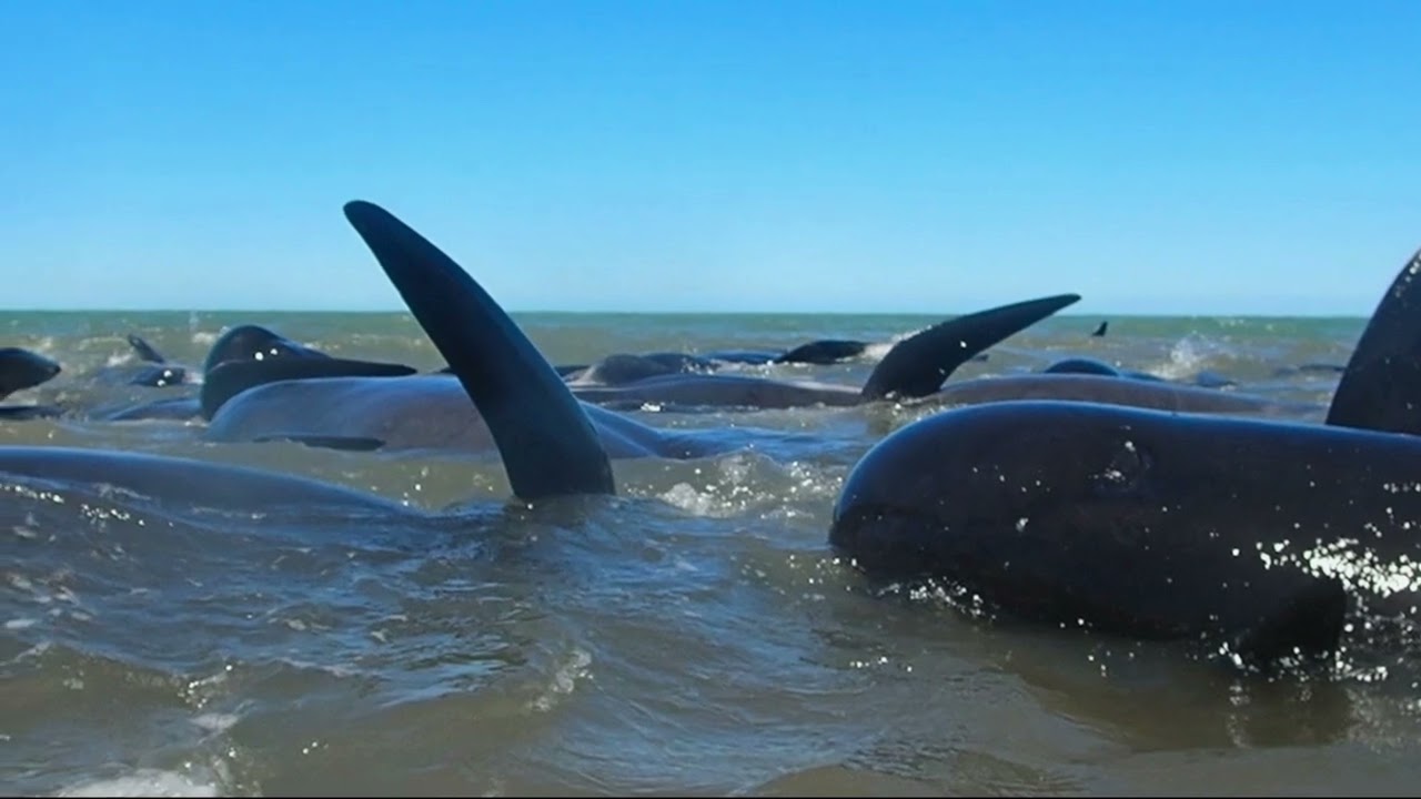 Pilot Whale Rescue, Pakawau  2025