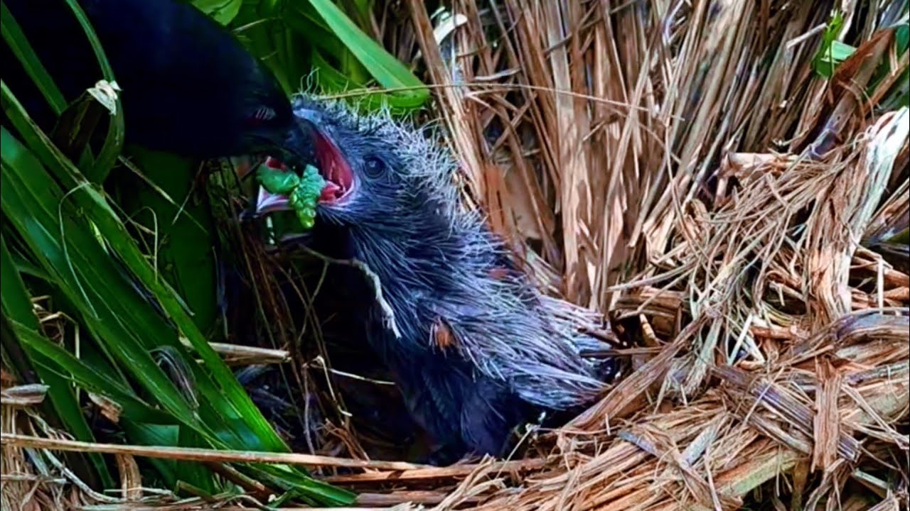 Shocking Wildlife Moment! Greater Coucal Feeds Huge Prey to Hungry Chicks in Nest