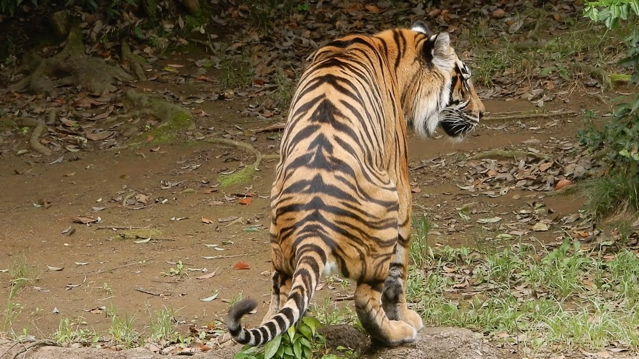 うんちをするトラ