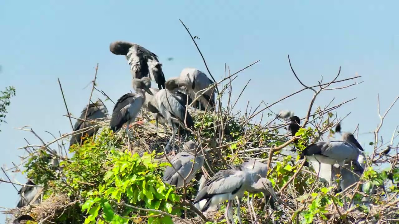 A Peaceful Bird Sanctuary Celebrating Nature  Wild Life Hiding Wonderful Thing