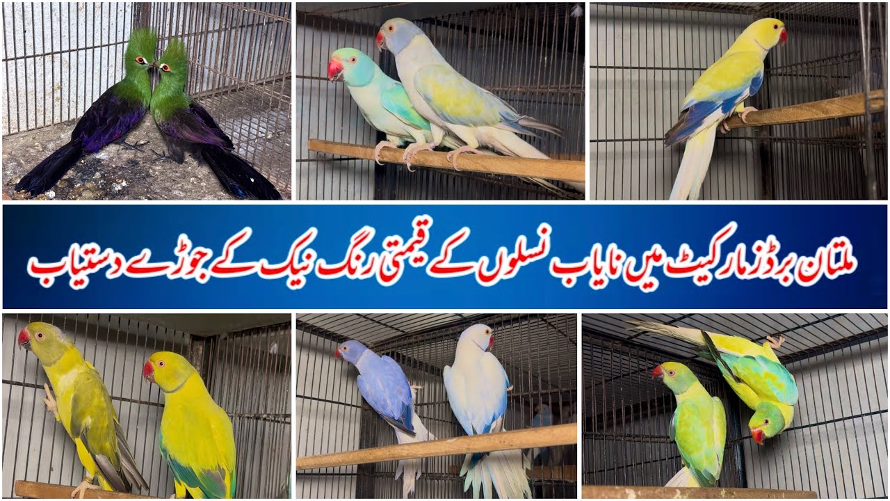 Multan Sunday Birds Market Rasheedabad 24 November 2024 | pakistan bird market video par 1