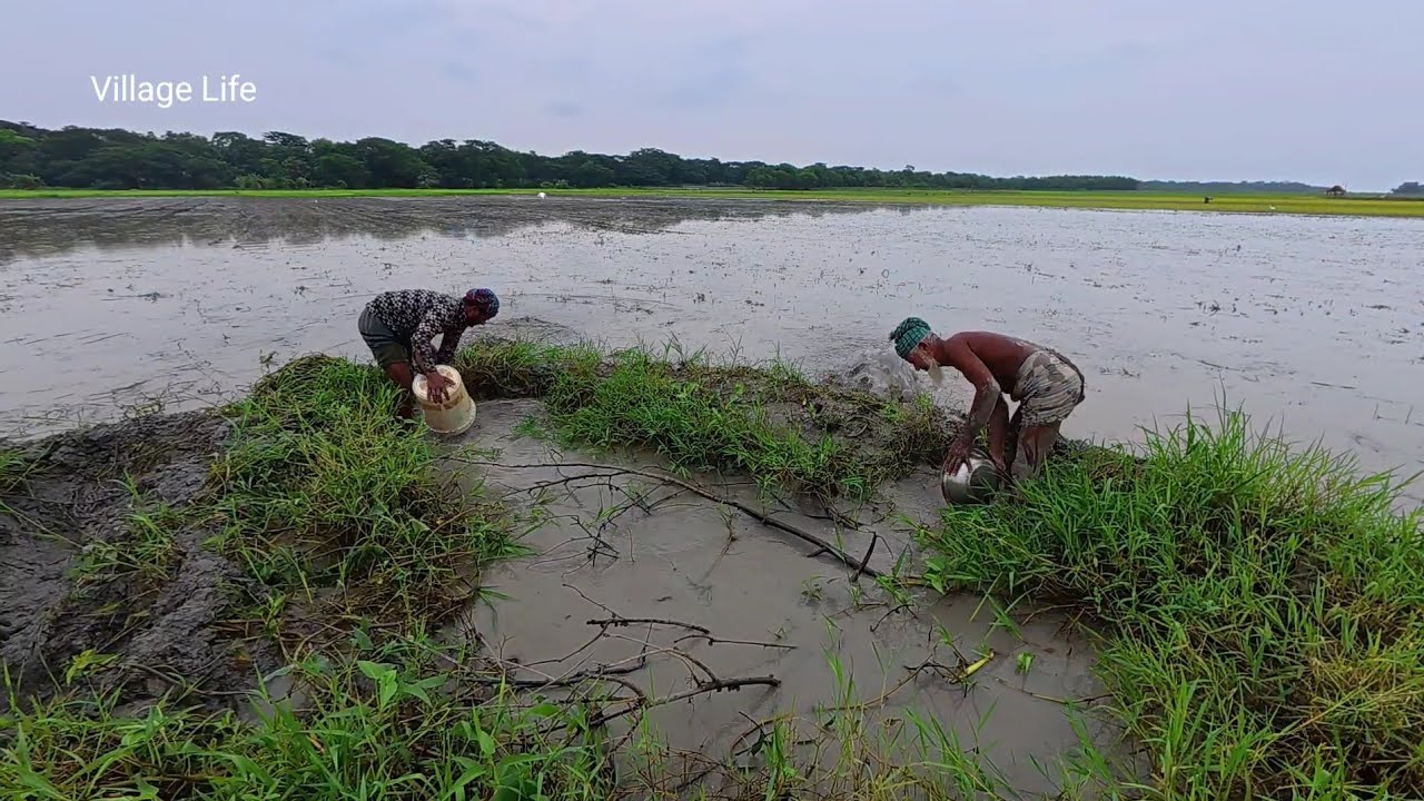 Unique Rice Field Fish Catching || Amazing Fishing Video || Best Fishing