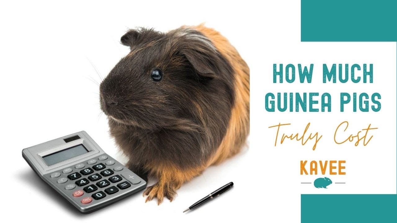The Real and Shocking Cost of Owning Guinea Pigs