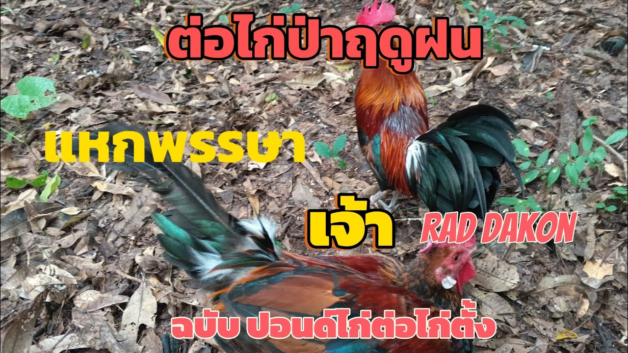 ต่อไก่หน้าฝน แหกพรรษา