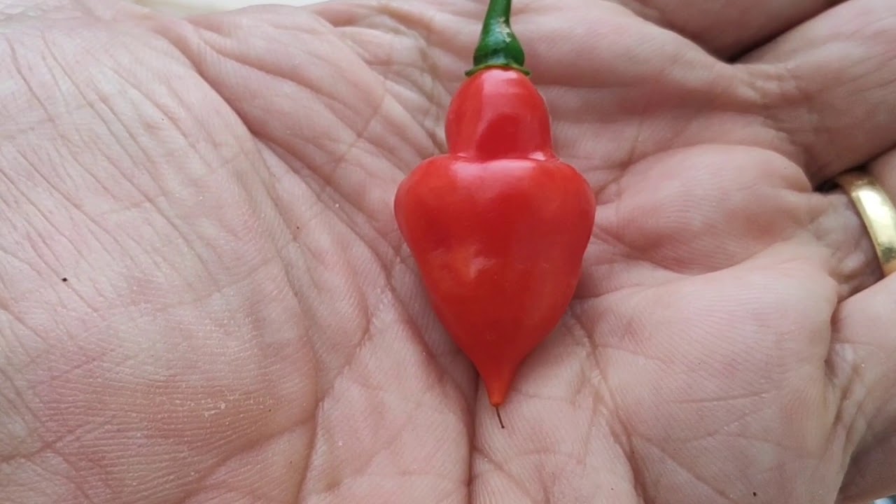 Pimenta 36 - Piãozinho ou Pião, sabor  bem brasileiro.  Coleção de Pimentas do Quintal Vila Verde.
