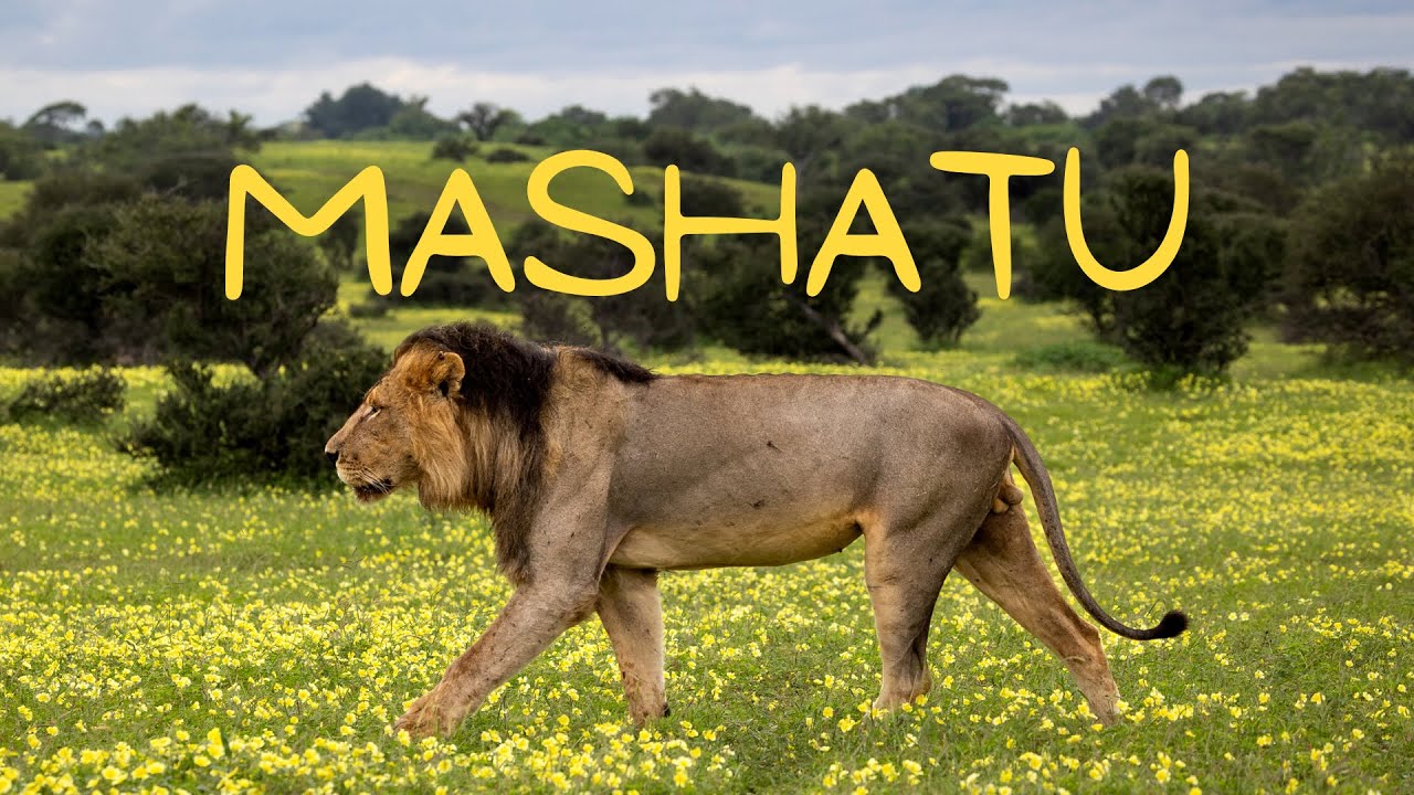 Mashatu Green Season Safari Highlights - February 2023
