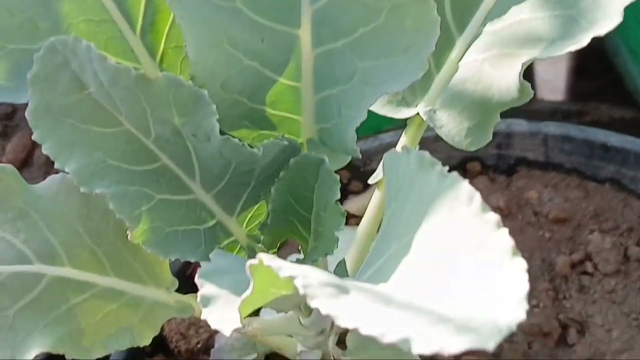 How to grow cauliflower in pots 