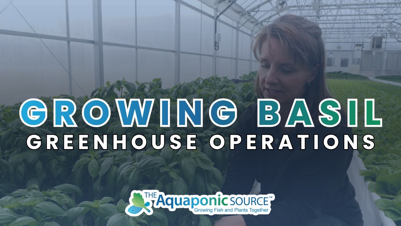 How to Grow Basil in Aquaponics