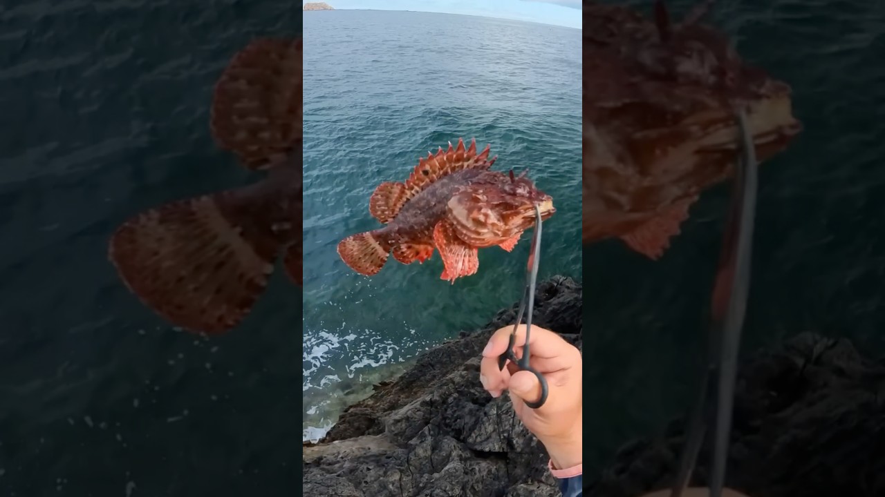 Ti&ntilde;osu | Scorpaena scrofa | Cabracho | scorpion fish