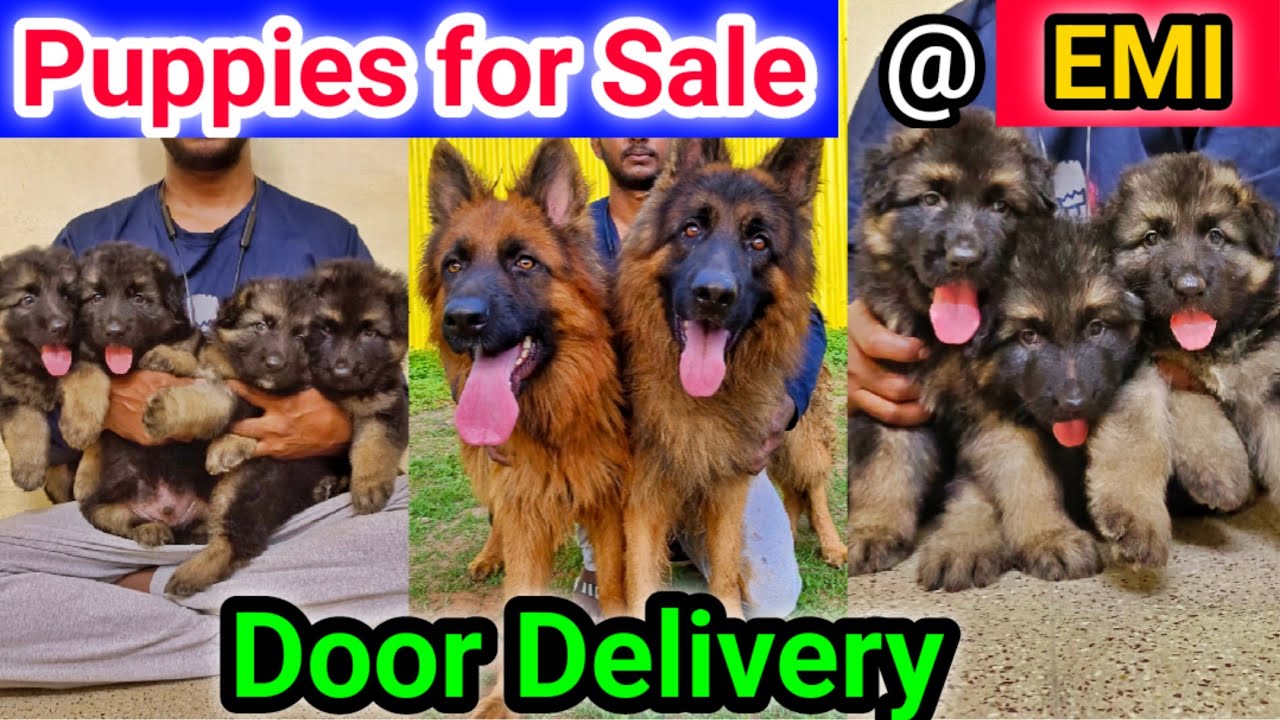 German Shepherd puppies | german shepherd dogs | puppies for sale near me | price list | Namma MKG