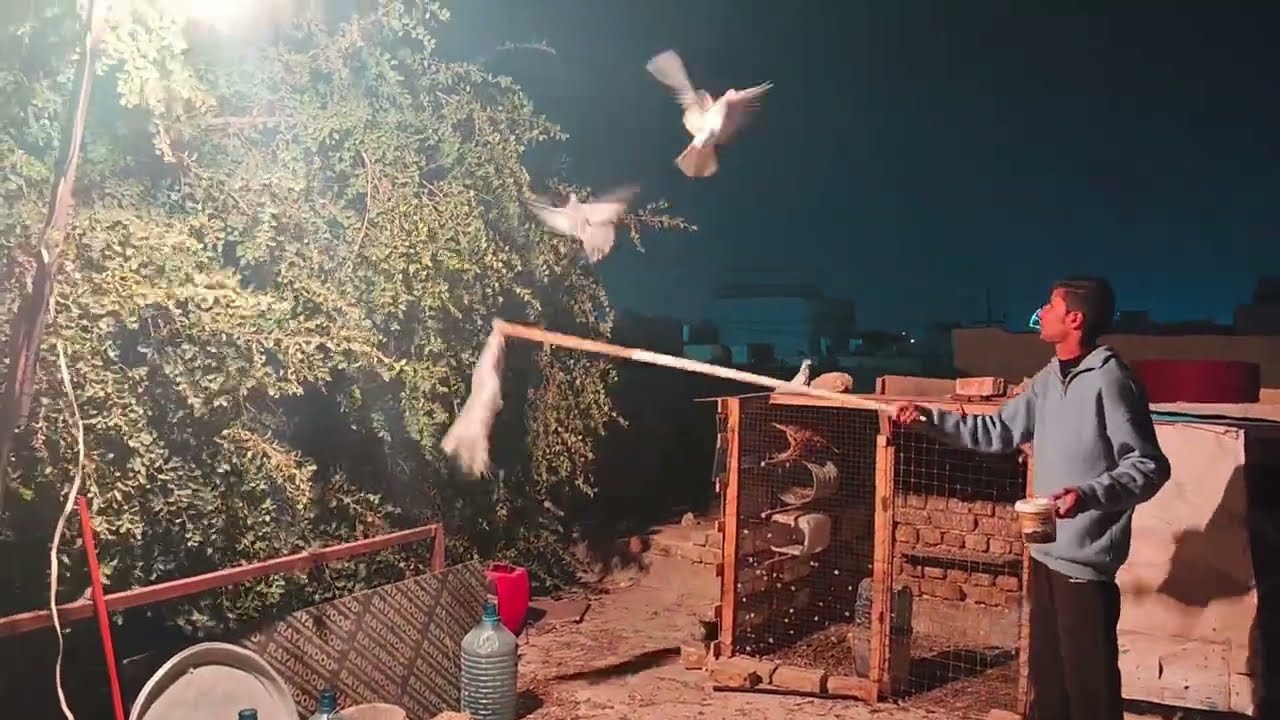 نقلت الطيور الخانات🕊اجه سجاد طير الطيور🕊 اطير صيد مسكي ويا تور 😂