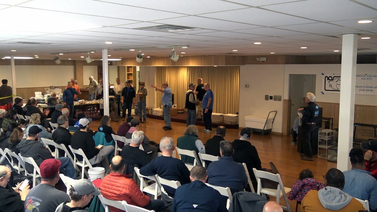 Norwalk Aquarium Society 2023 Spring Auction Tropical Fish Auction Live Fish and Plants