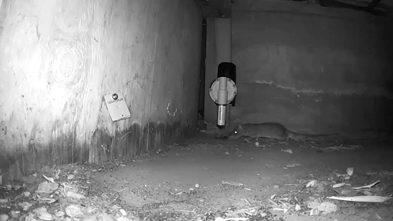 Rat not showing interest in A24 trap lure