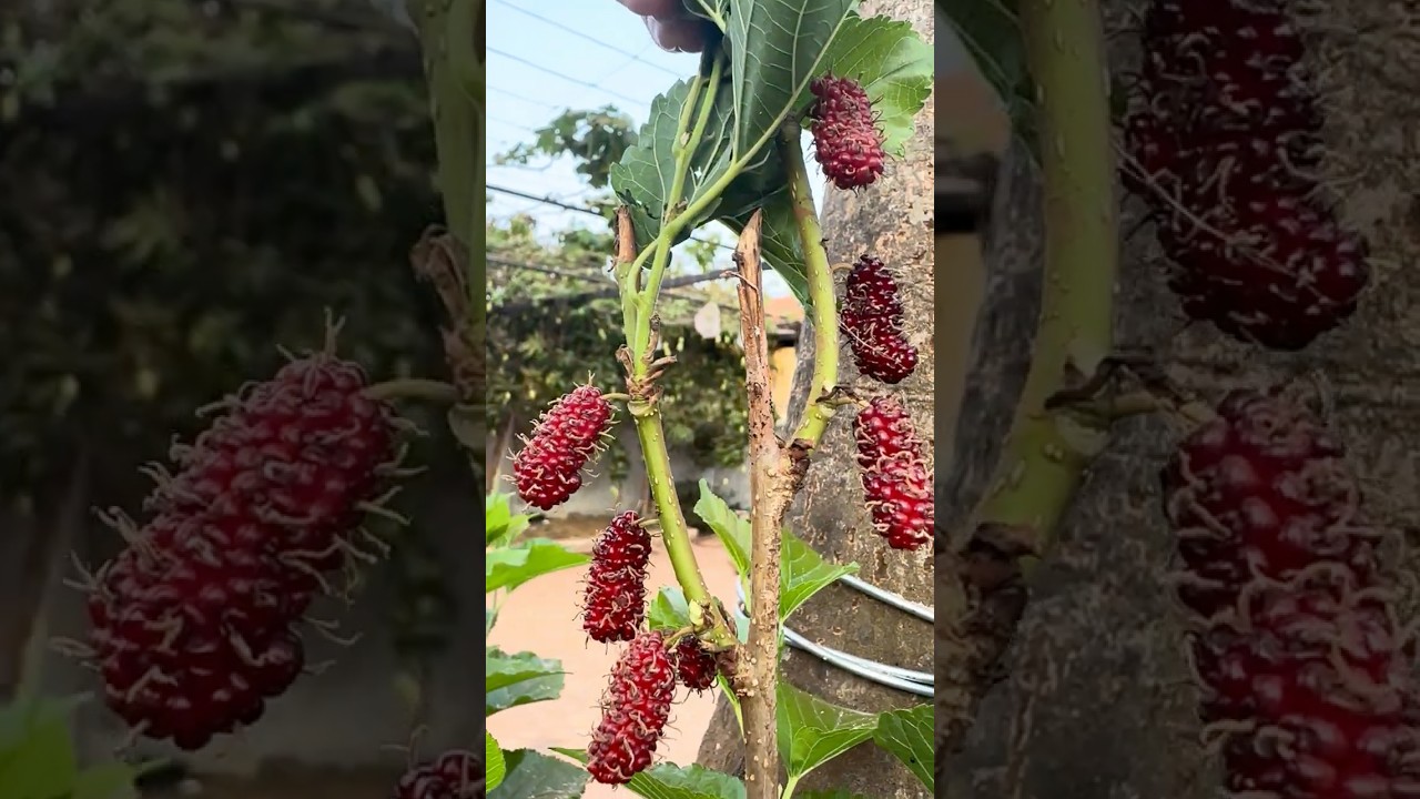 cutest berri so healthy 