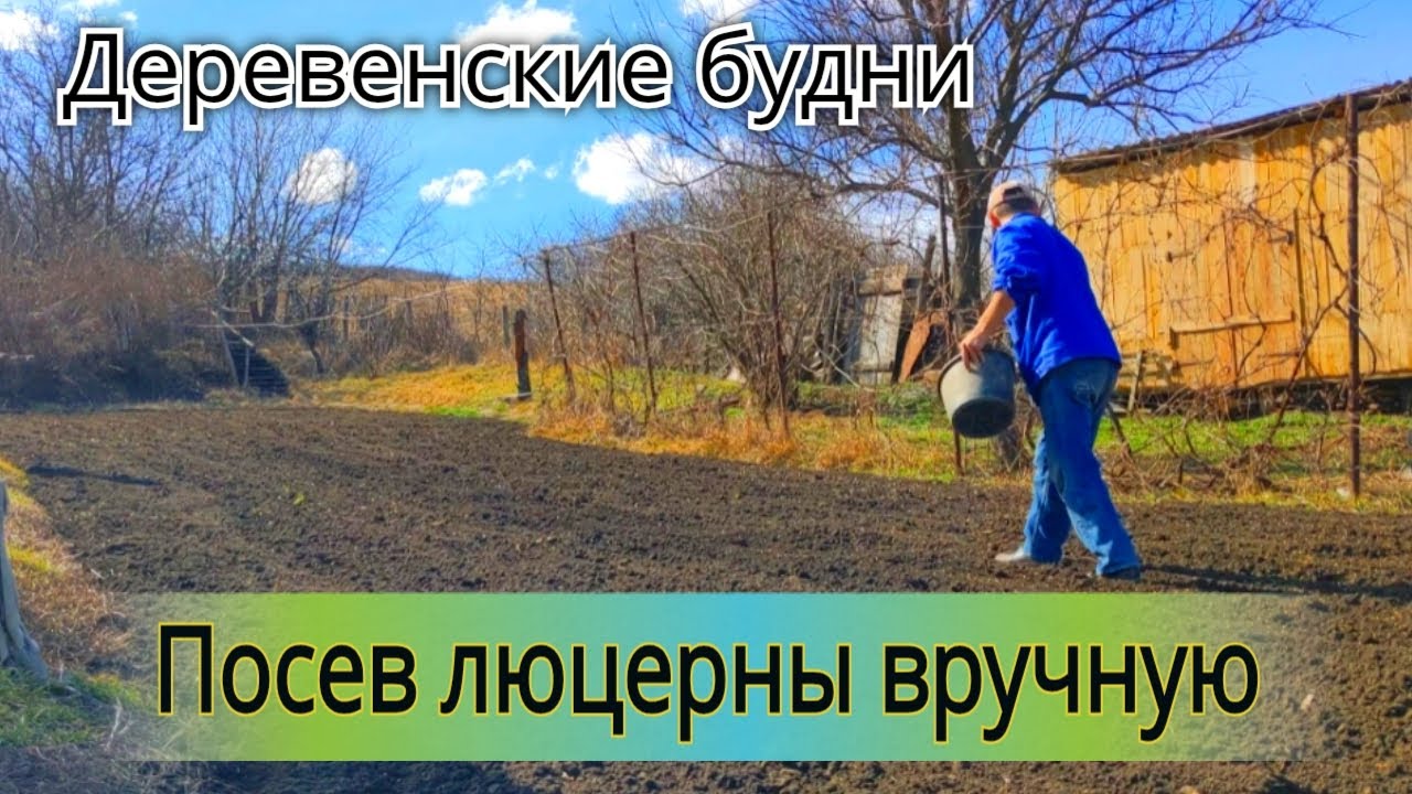 Сеем люцерну вручную с ячменем