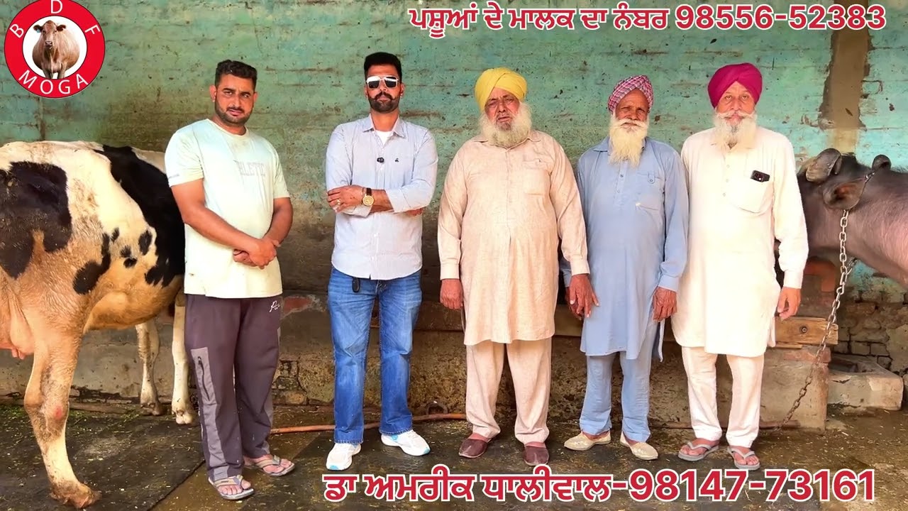 ਜੇਕਰ ਥੋੜਾ ਵੀ ਪਸ਼ੂ ਰੀਪਟਰ ਹੈ ਤਾ ਵਿਡਿਉ ਜ਼ਰੂਰ ਦੇਖੋ ਡਾ ਅਮਰੀਕ ਧਾਲੀਵਾਲ ਨਾਲ ਖਾਸ ਗੱਲਬਾਤ 1 ਘਰ ਚ6ਪਸ਼ੂ ਹੋਏ ਗੱਬਣ