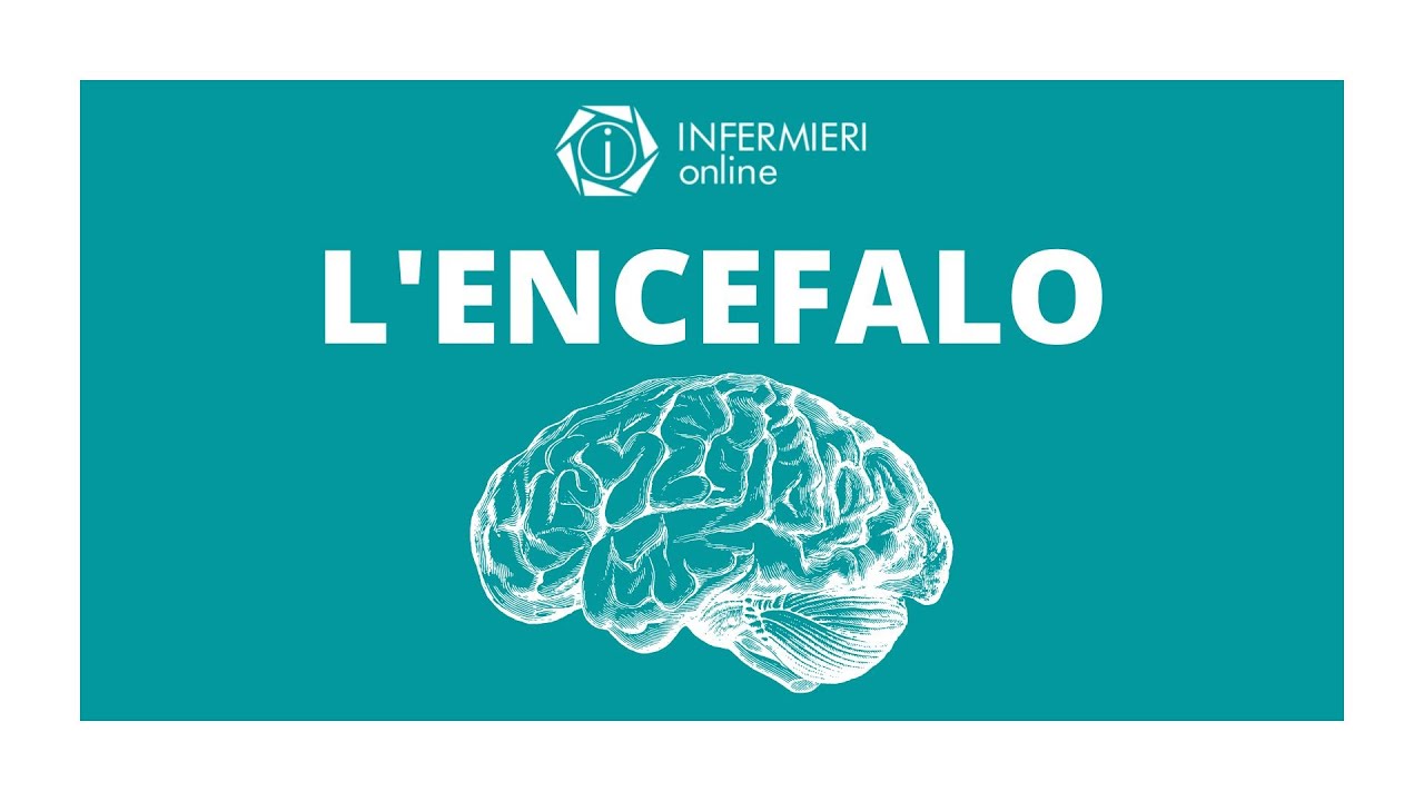 L'ENCEFALO | S.N.C. | INFERMIERI ONLINE