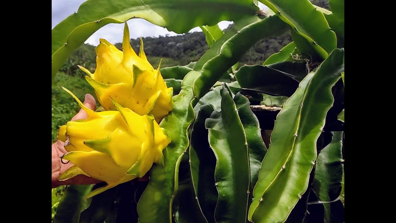 Pitaya Golden Isis da Austrália