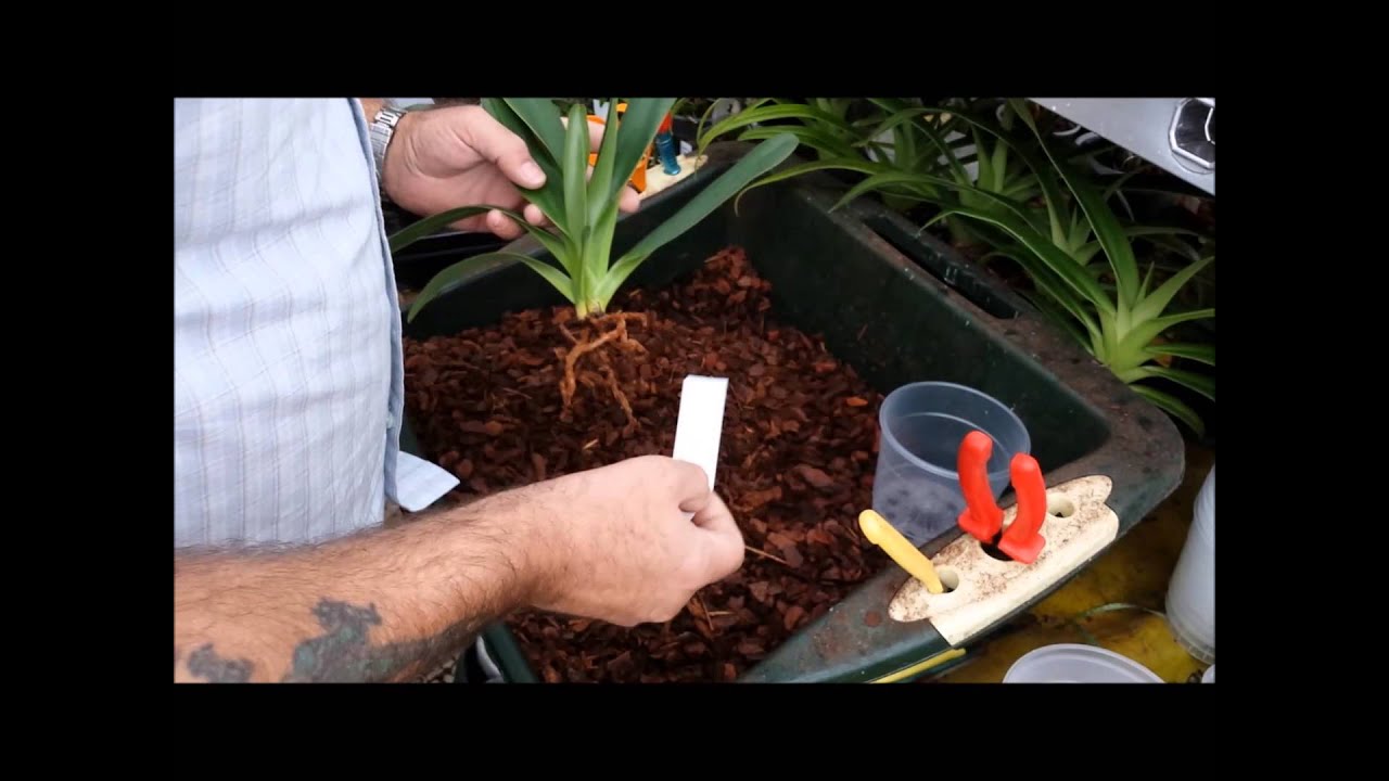 Re potting a Paphiopedilum orchid and introduction to Paphiopedilum roots