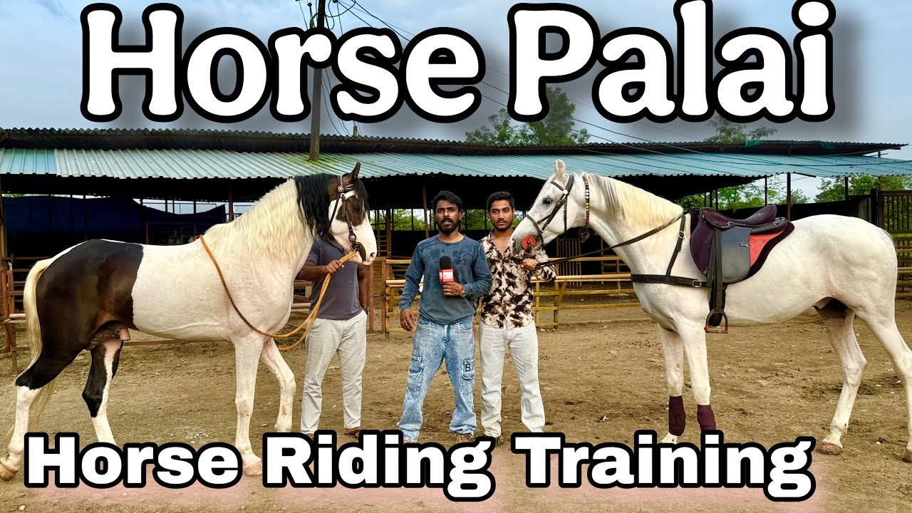 Choudhary Stud Farm, Padgha ~ Horse Palai Open, Horse Riding Training Provided