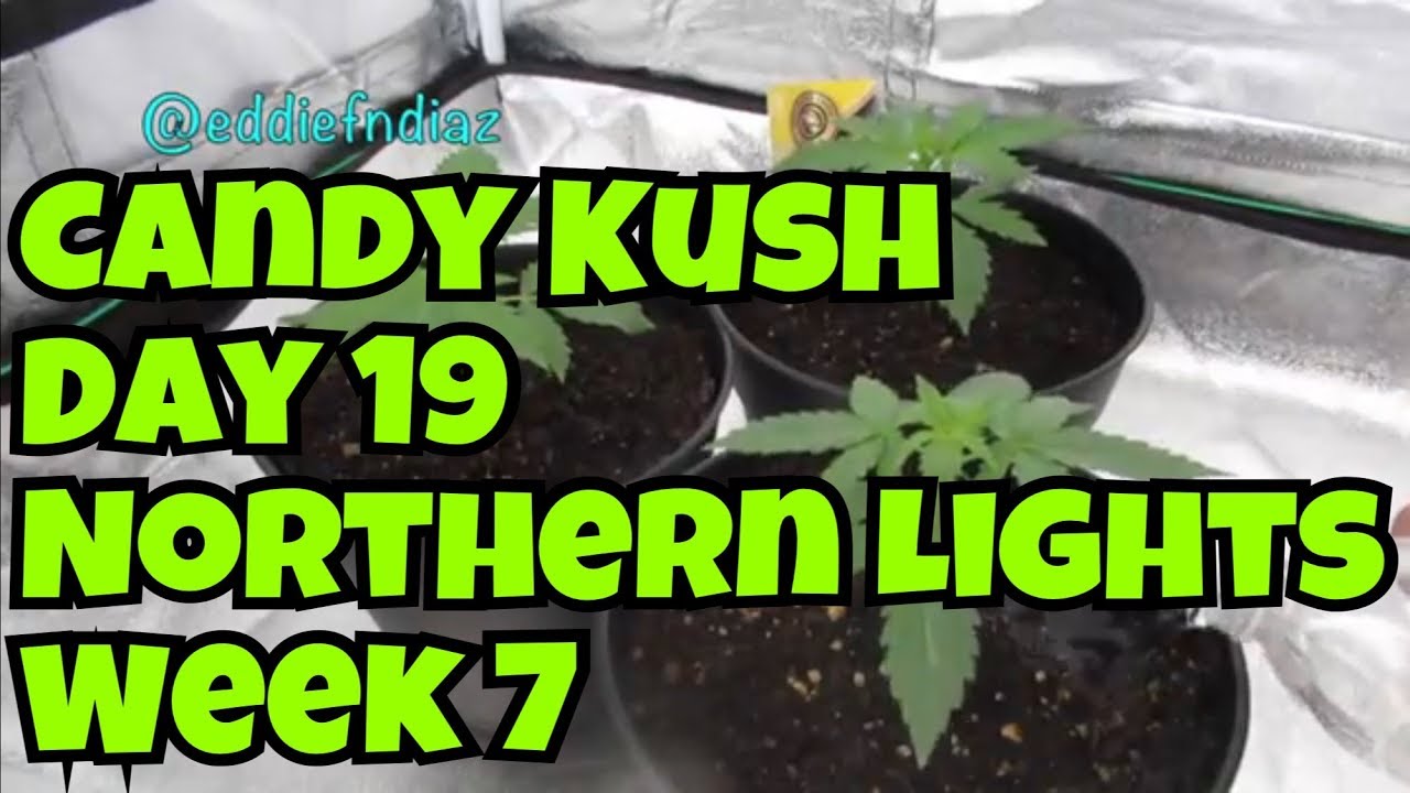 Candy Kush Auto Day 19