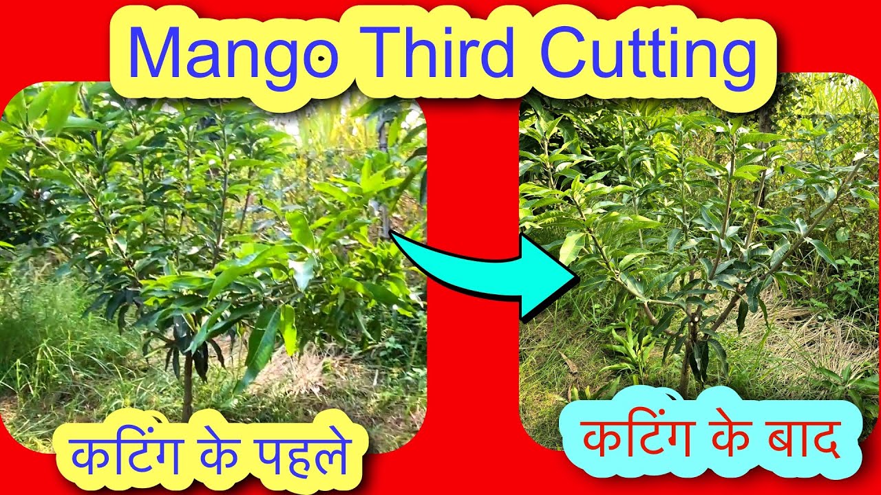 ​🔥 सिर्फ 5 मिनट में करें आम के पौधे की कटिंग! Third Stage Pruning Guide 🥭
