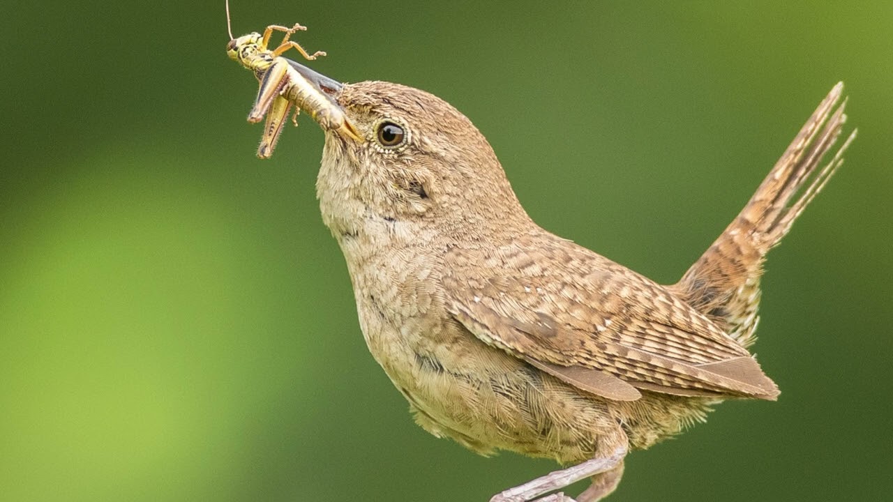 Birdsday Thursday: The House Wren
